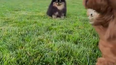 Cute Dog playing in the garden And Funny dog