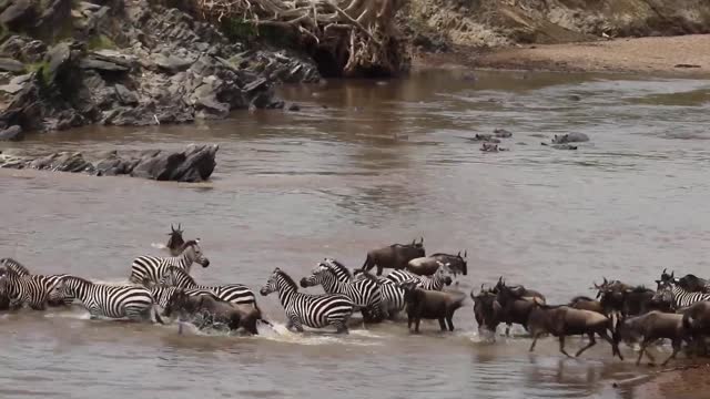 Elephant Throw the Crocodile who Came to catch him