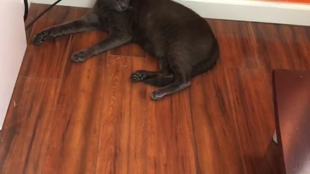 Husky puppy growling at black cat under table