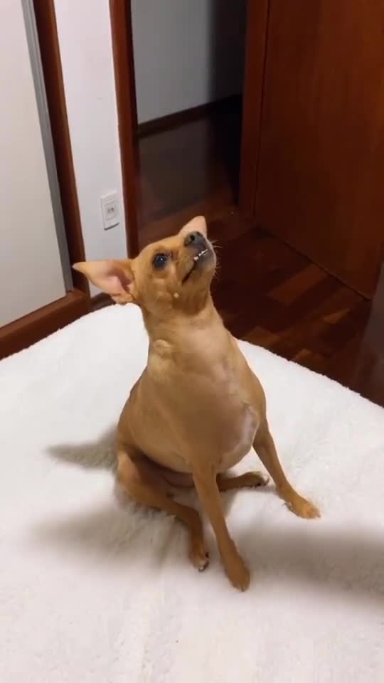 little dog monalizes dancing