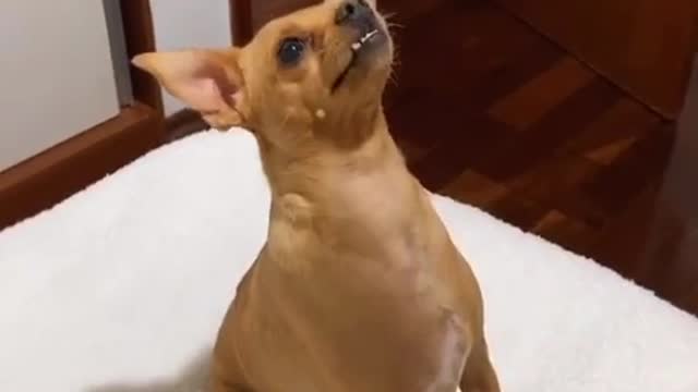 little dog monalizes dancing