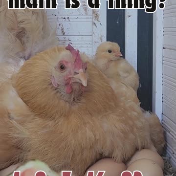 Did you know that Chicken math is a thing?