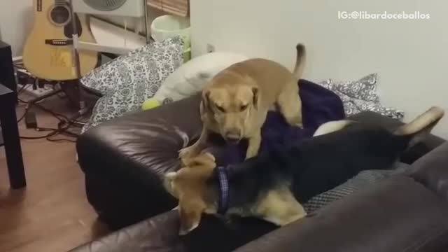 Black and brown dog jumps from couch to bed and faceplants