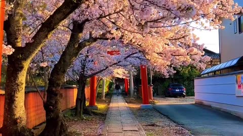 Beautiful sakura