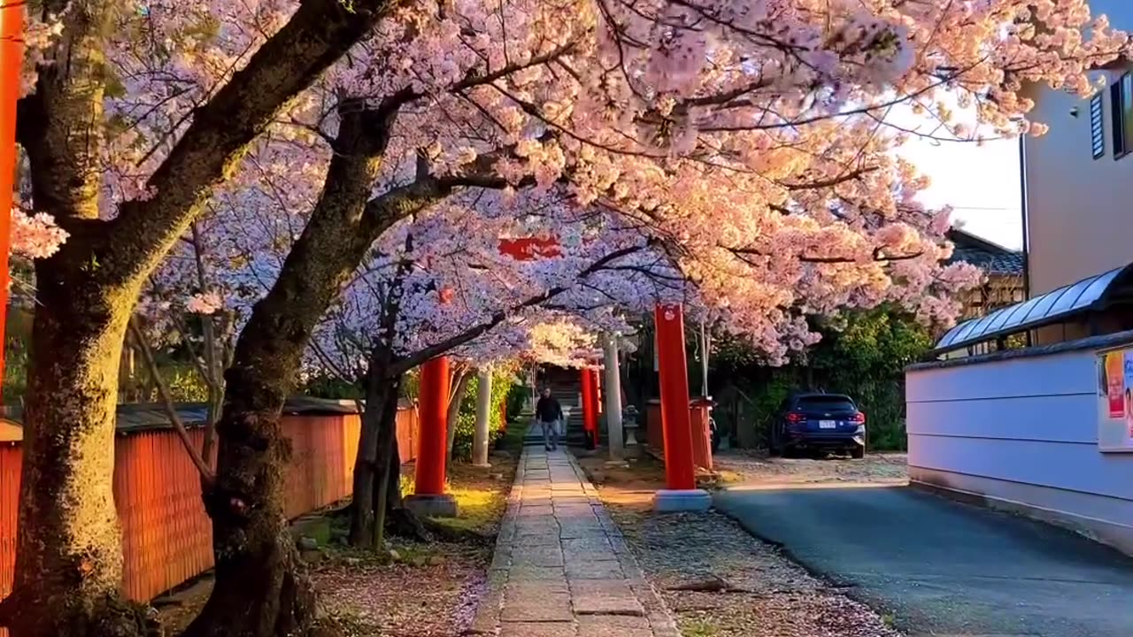 Beautiful sakura