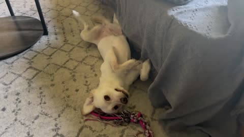 Crazy Tikka Puppy Playing