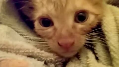 How to wash a Kitten without making it to scared