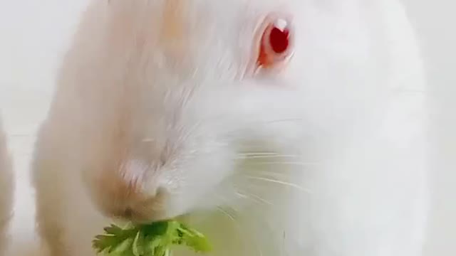 Rabbit 🐰 Eating Coriander and it's so hungry