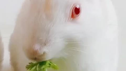 Rabbit 🐰 Eating Coriander and it's so hungry