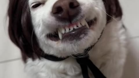 Look how this dog laughs