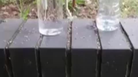 Bottled water is the biggest scam of the century