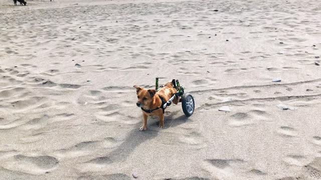 Surprised Wheelchair Dog