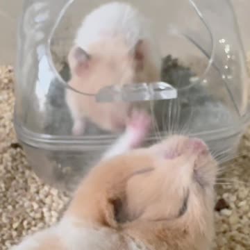 HAMSTER RESCUE