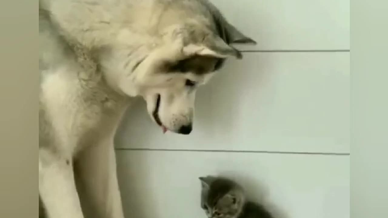 Beautiful kitty and lovely dog