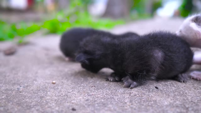 10 DAYS old kitten Rescued!!!