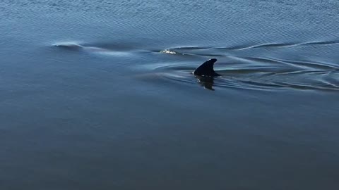 Down the Bayou