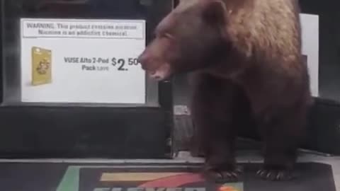 This bear always steals its favorite food