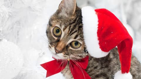 The best cats in new year 2019