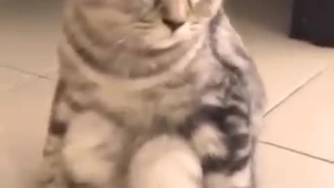 Cute cats videos around the world#7