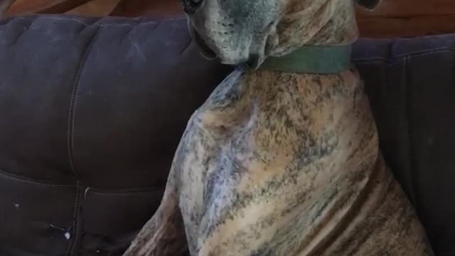 Brown dog laying down in sofa staring constantly