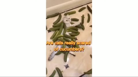 Funniest Animal Video