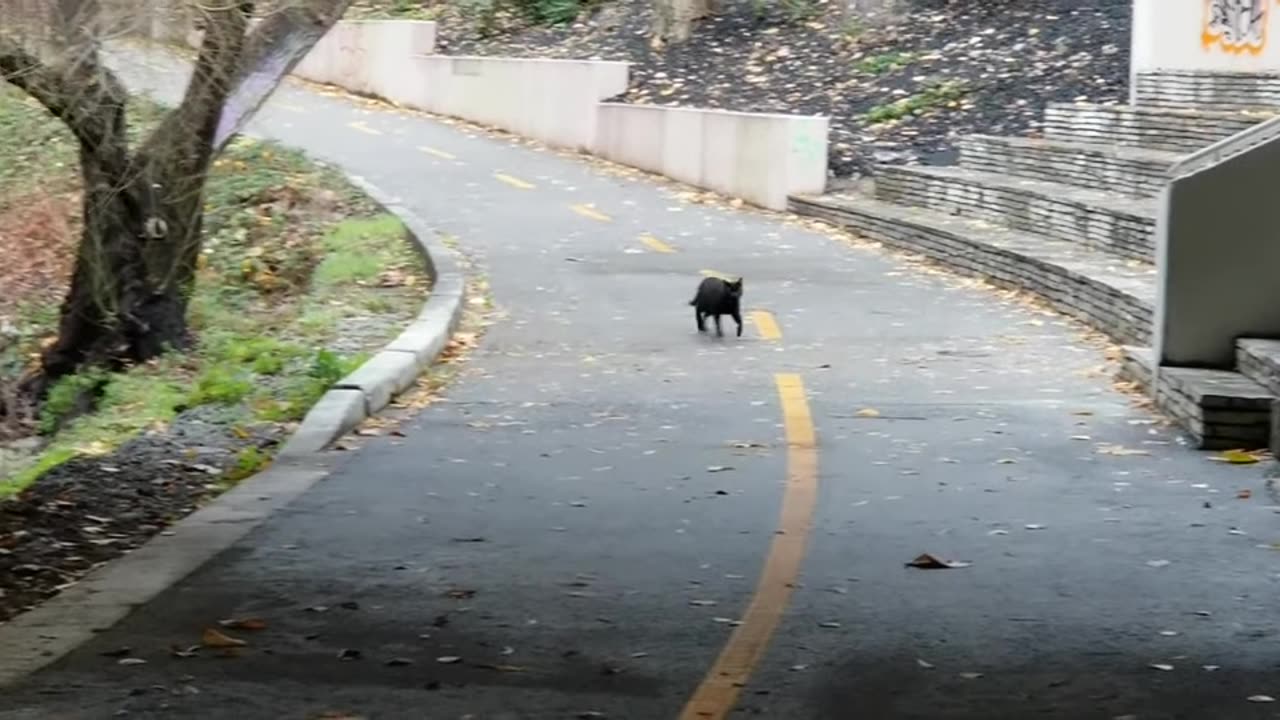 20240122 155342 Tux Approaching