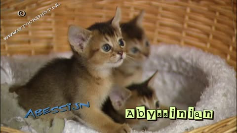 Abyssinian cat & kittens