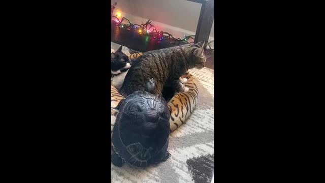 Turtle Vesus Cat- Battle for the bed