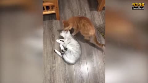 Videos graciosos de perritos y gatitos