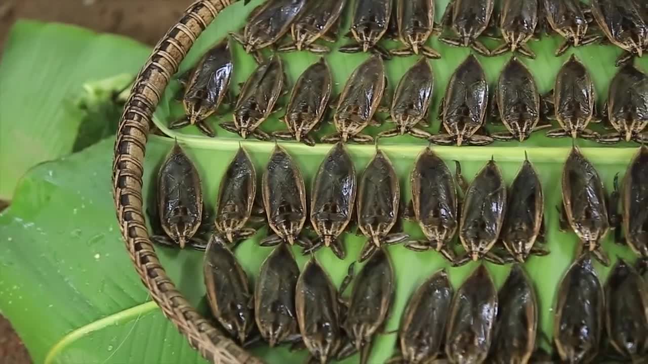 Yummy cooking lethocerus recipe _ Cooking skills _ Khmer Survival Skills