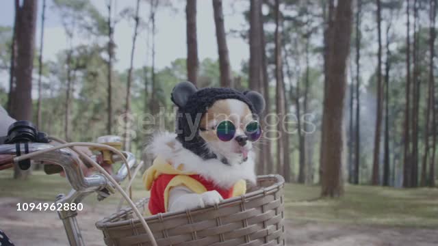 Chihuahua dog in basket of bicycle