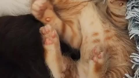 Kitten named Cheddar plays ‘no boops’ game with human