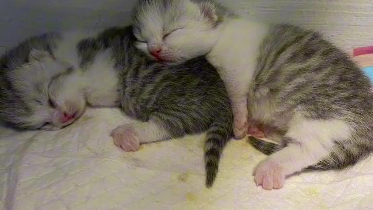 Adorable kitten slideshow