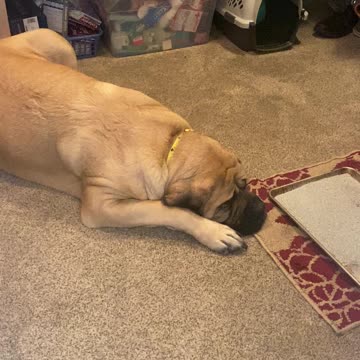 Mastiff watches over his sick best friend