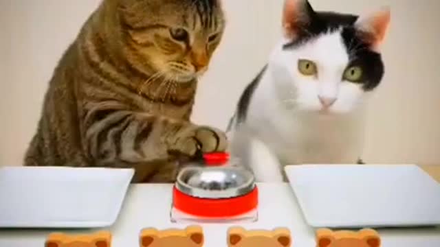 Funniest Cat Videos That Will Make You Laugh - Funny Cats and Dogs Videos