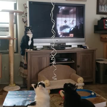 Cats being Cats 😄🎈🎈