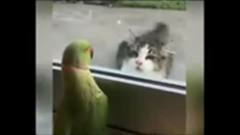 Parrots Vs Cats Funny:-) 😺