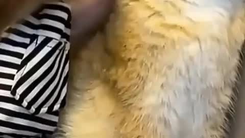 Cat and monkey 🐒 best friends 😂
