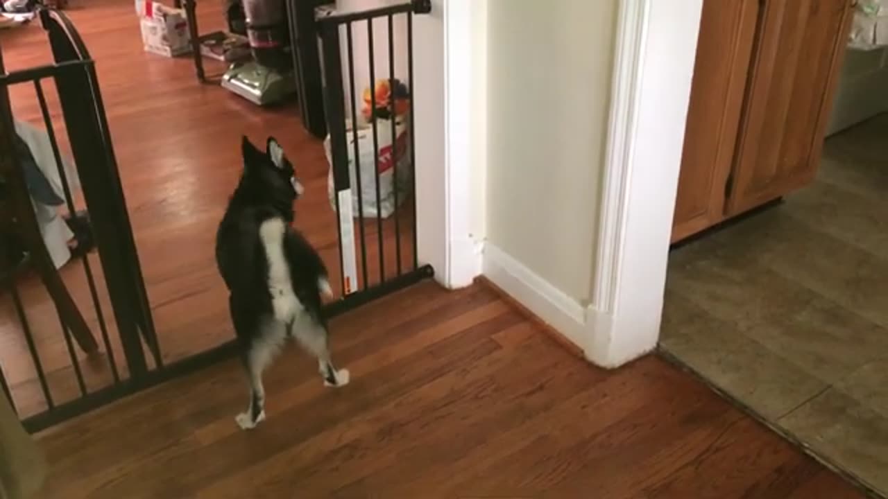 Cat and Puppy Play Together