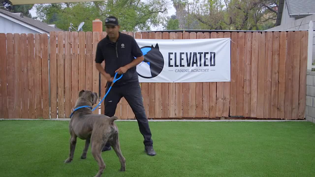 dog,dog training tricks. with agressive