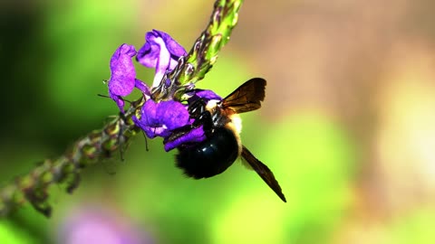 A bee feeds on flower nectar