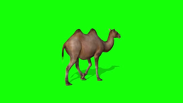 promotional video composed of animal camel walking