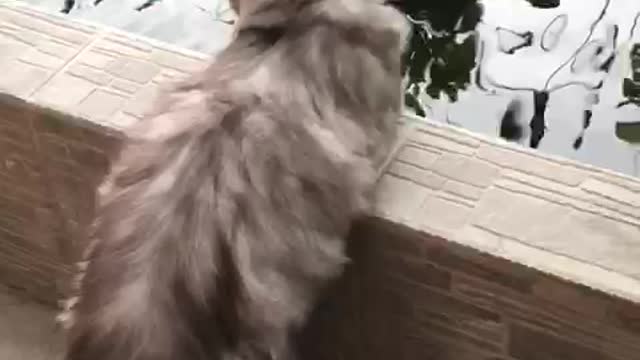 The cat sees the fish in the pond