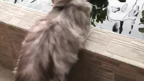 The cat sees the fish in the pond