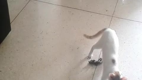 kittens and their antics