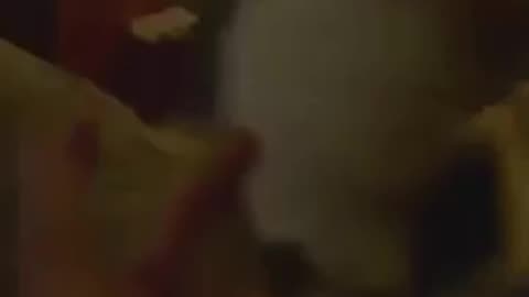 Funny animals video 😂