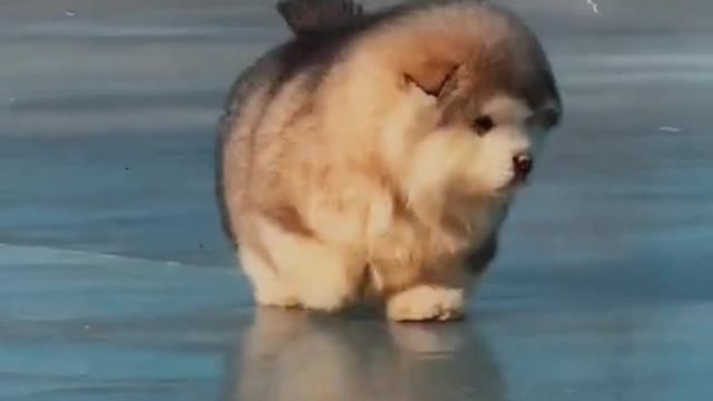 Verry cute puppy