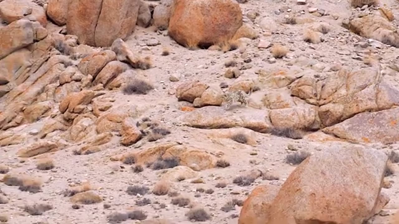 Snow Leopard - 5 Minute Documentary