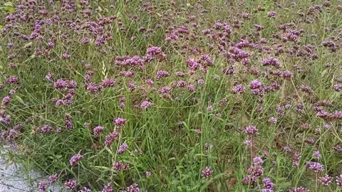 flowers in the park