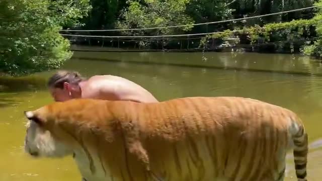 See the unbelievable how he treated his pet🐅 perfectly